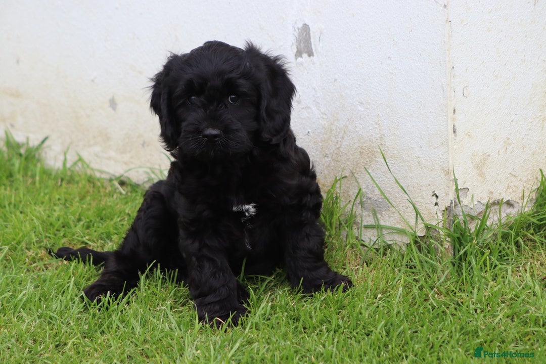 Cavapoo dogs for sale: Beautiful Cavapoo puppies for sale - Image 19