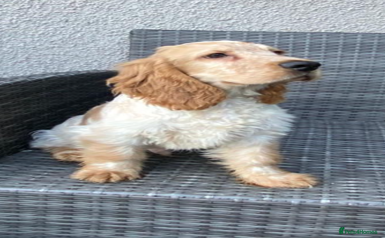 Cocker Spaniel dogs - Advert 10