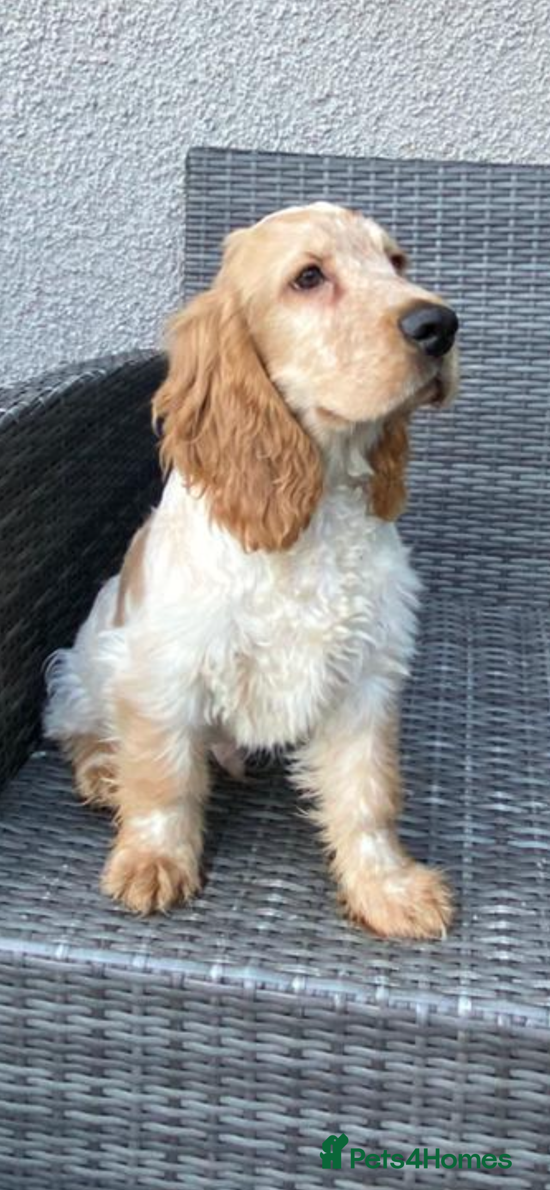 Cocker Spaniel dogs for sale: KC Registered Show Type Cocker Spaniel Pups - Image 1