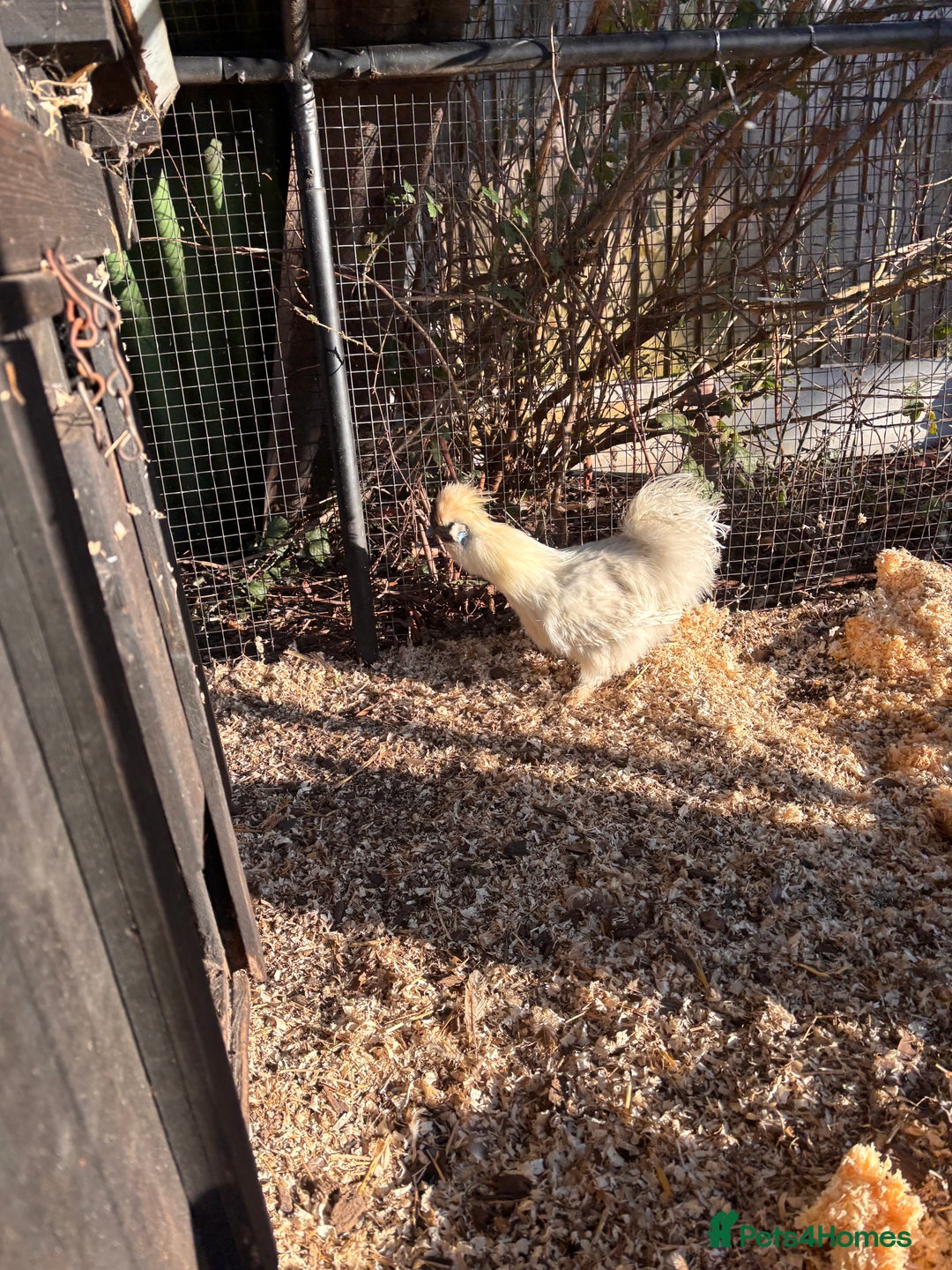 Chickens poultry for sale: FREE silkie cockerel - Advert 1