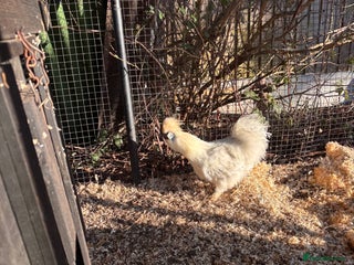 Chickens poultry FREE silkie cockerel - Advert 1