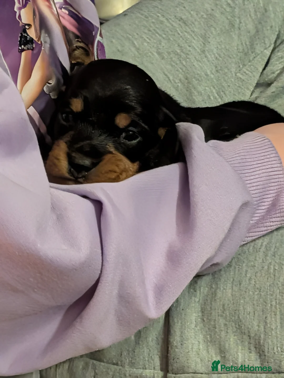 Miniature Dachshund dogs for sale: Miniature Dachsunds - Advert 2