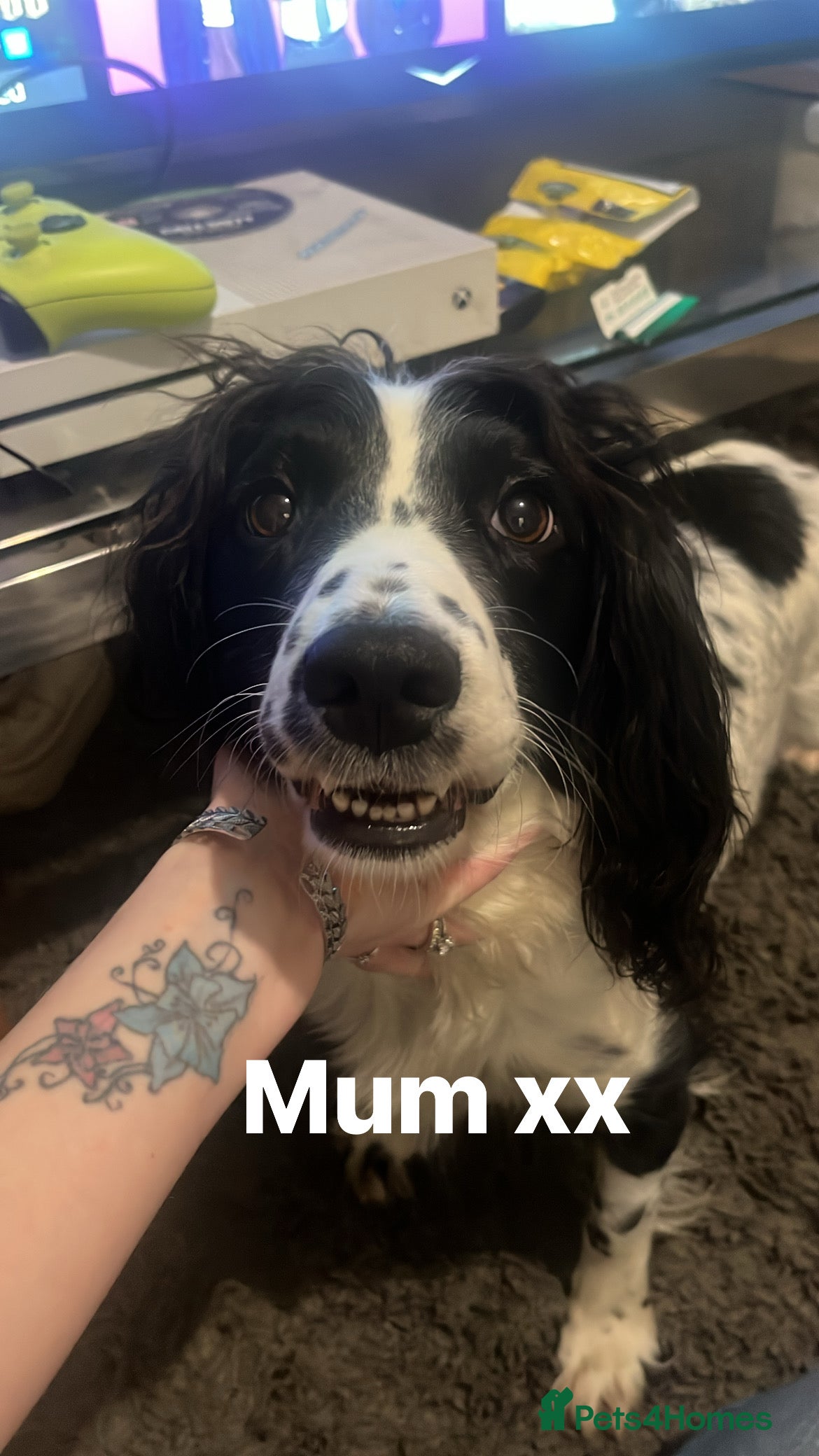 Sprocker dogs Sprocker spaniel 1 GIRL left  🎀 - Advert 10