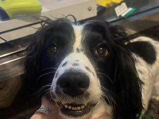 Sprocker dogs for sale: Sprocker spaniel GIRLS 🎀 - Advert 1