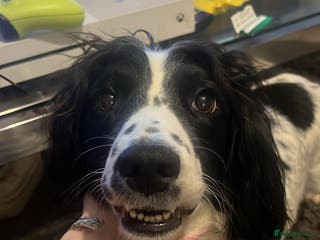 Sprocker dogs Sprocker spaniel 1 GIRL left 🎀 - Advert 12