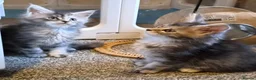 Maine Coon cats for sale: Beautiful Mainecoons  - Advert 11