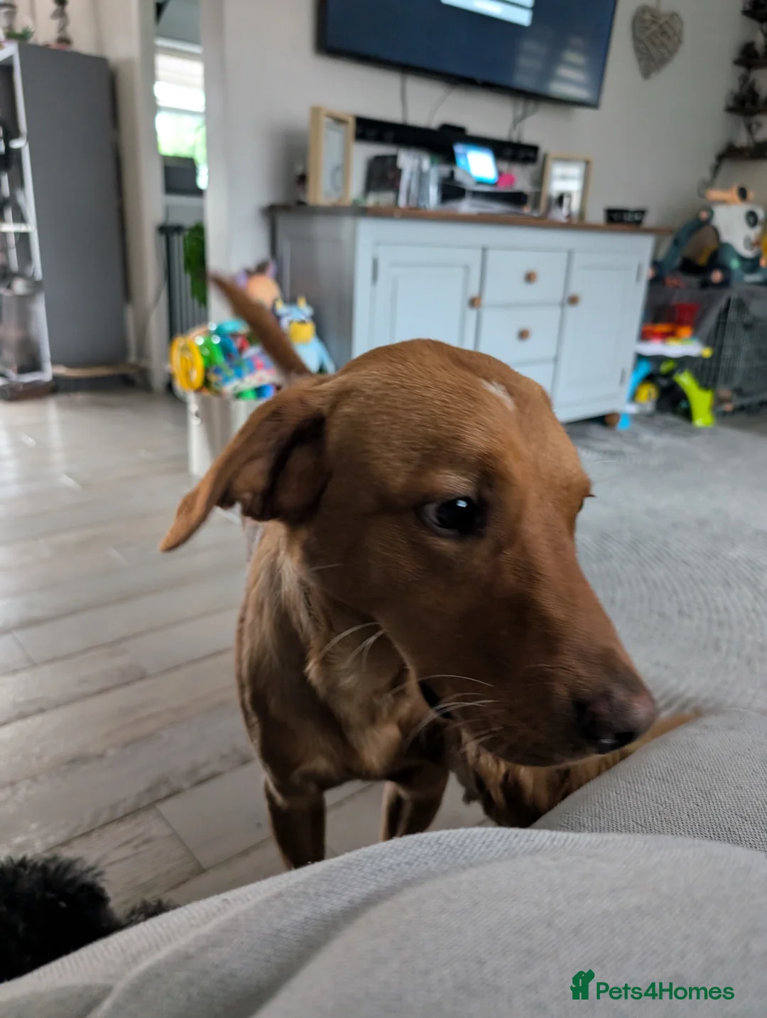 Labrador Retriever dogs for sale: Bruno in Newton Aycliffe - Advert 2