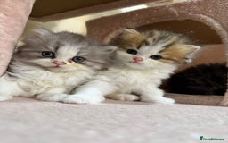 Mixed Breed cats for sale: Beautiful mixed breed kittens  - Image 1