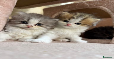 Mixed Breed cats - Advert 11