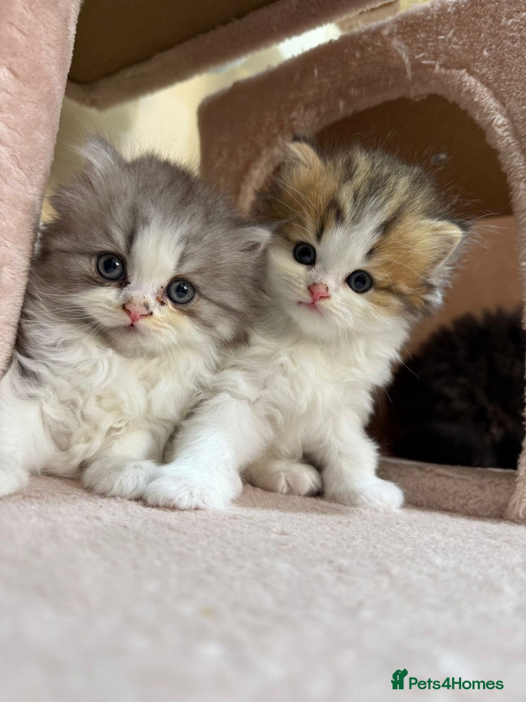 Mixed Breed cats for sale: Beautiful mixed breed kittens  - Image 1