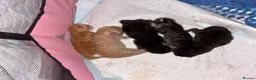Domestic Shorthair cats for sale: Kittens looking for forever homes 4boys - Advert 9