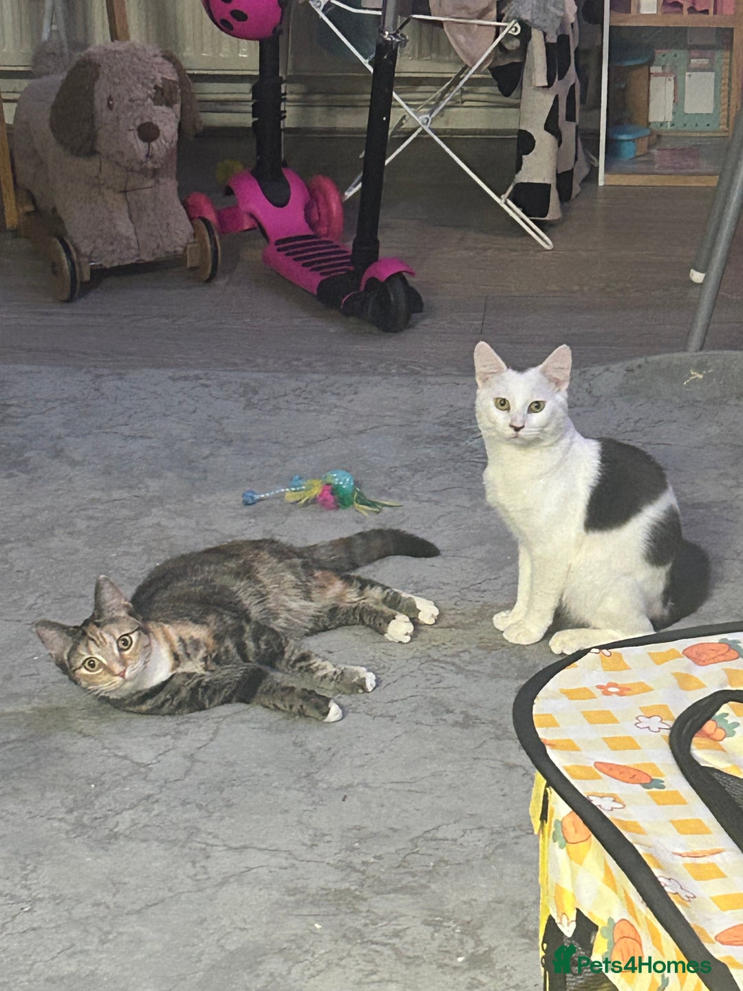 Mixed Breed cats for sale: Free only to good home  - Image 5