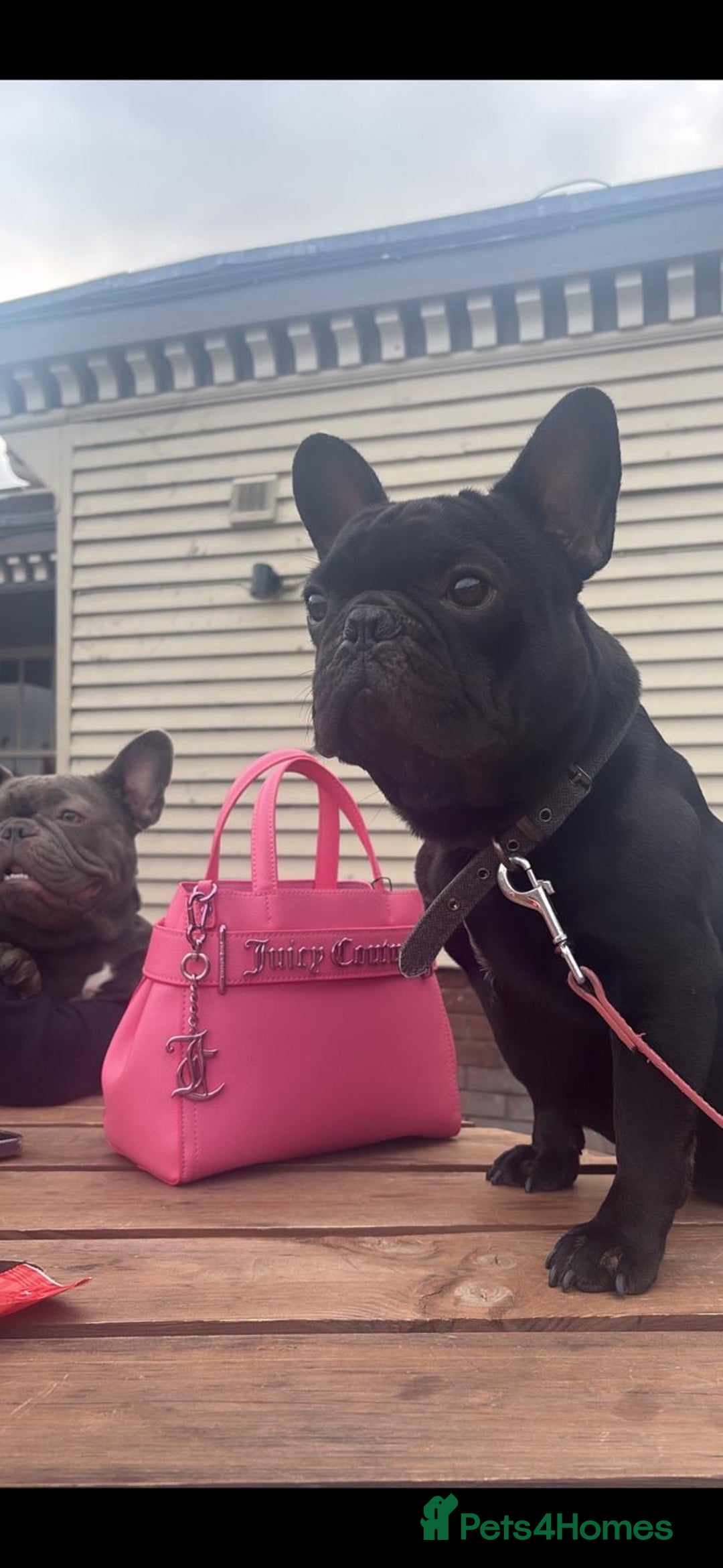 French Bulldog dogs for sale: 5 gorgeous fur babies 🩷 - Image 14