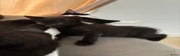 Domestic Shorthair cats for sale: 3 gorgeous kittens looking for forever homes 🤎🐾 - Advert 8