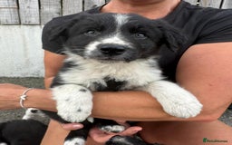 Welsh Collie dogs for sale: Beautiful Welsh Collie Puppies FOR SALE - Image 11