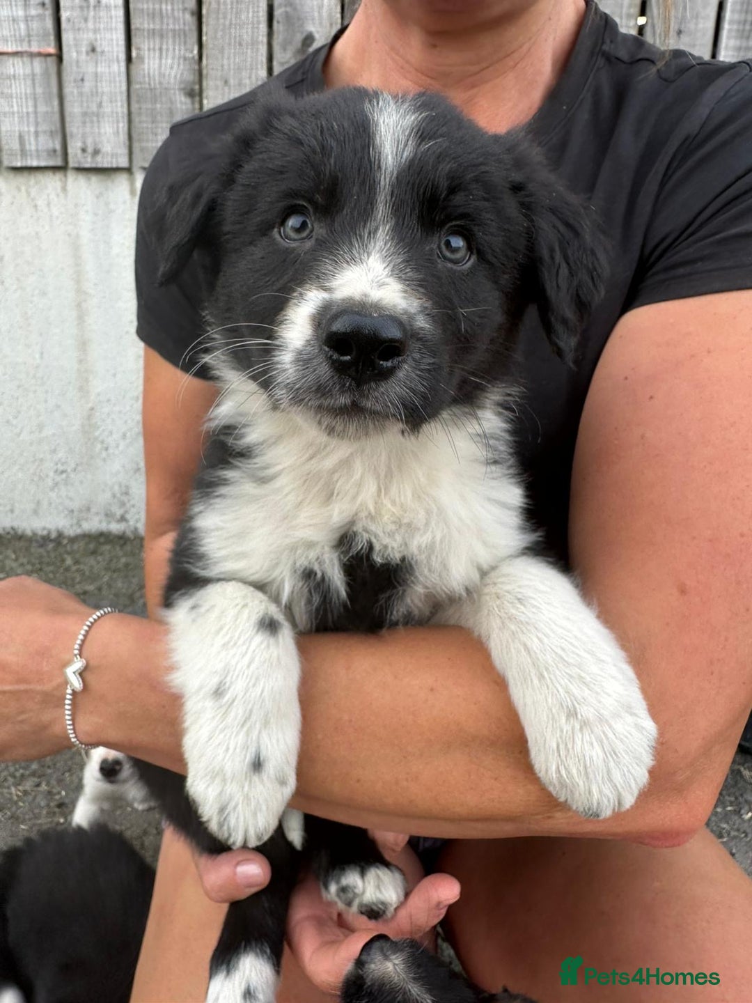 Welsh Collie dogs for sale: Beautiful Welsh Collie Puppies FOR SALE - Image 11