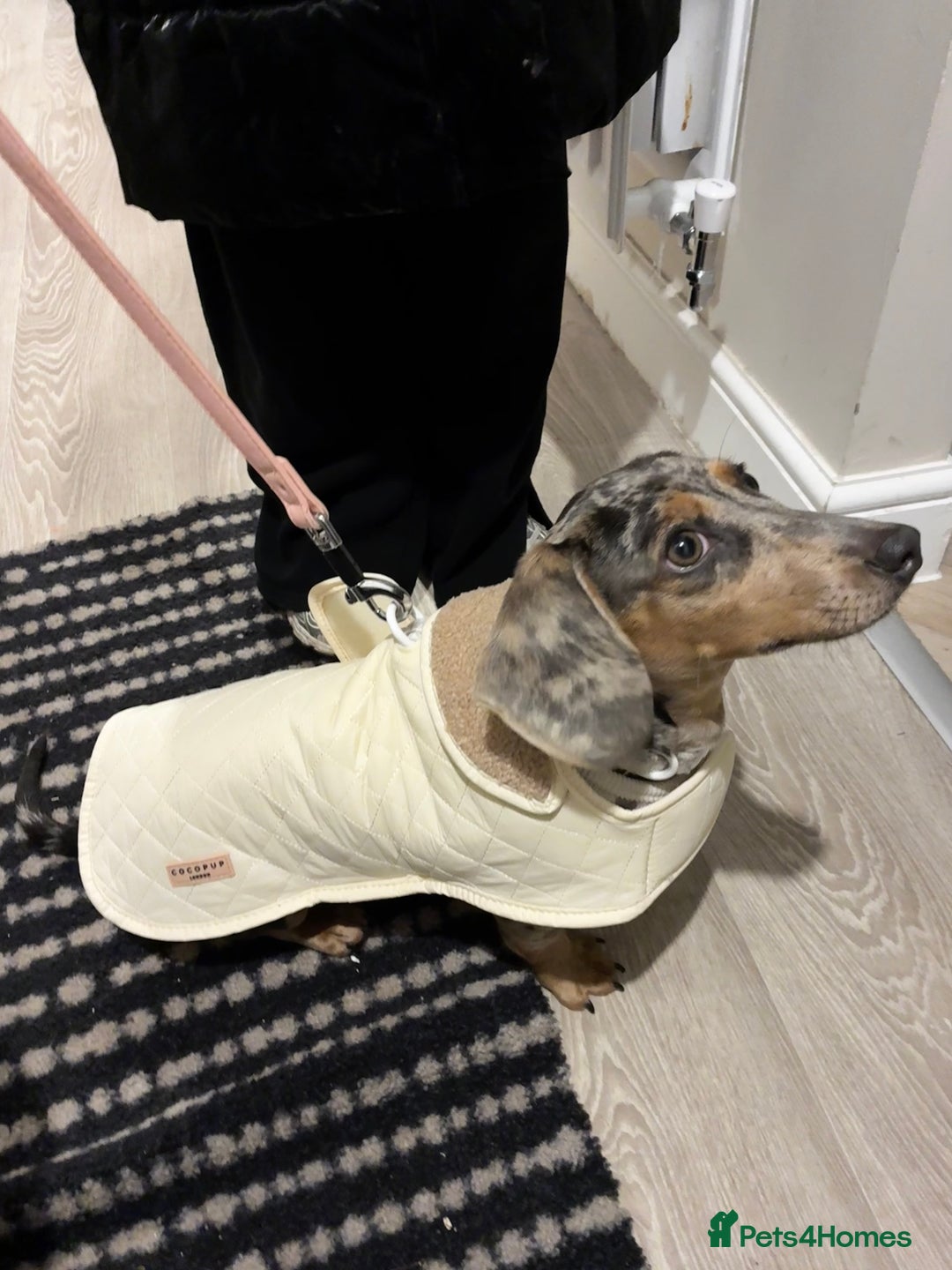 Miniature Dachshund dogs for sale: Miniature dachshund 5 months   - Advert 4
