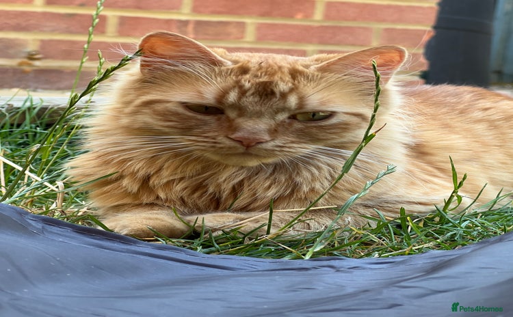 British Longhair cats - Advert 1