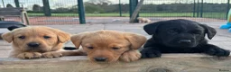 Labrador Retriever dogs for sale: Gorgeous Black and Yellow KC Labs - Advert 6