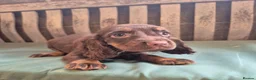Cocker Spaniel dogs for sale: Kc reg cocker spaniel pups - Advert 9