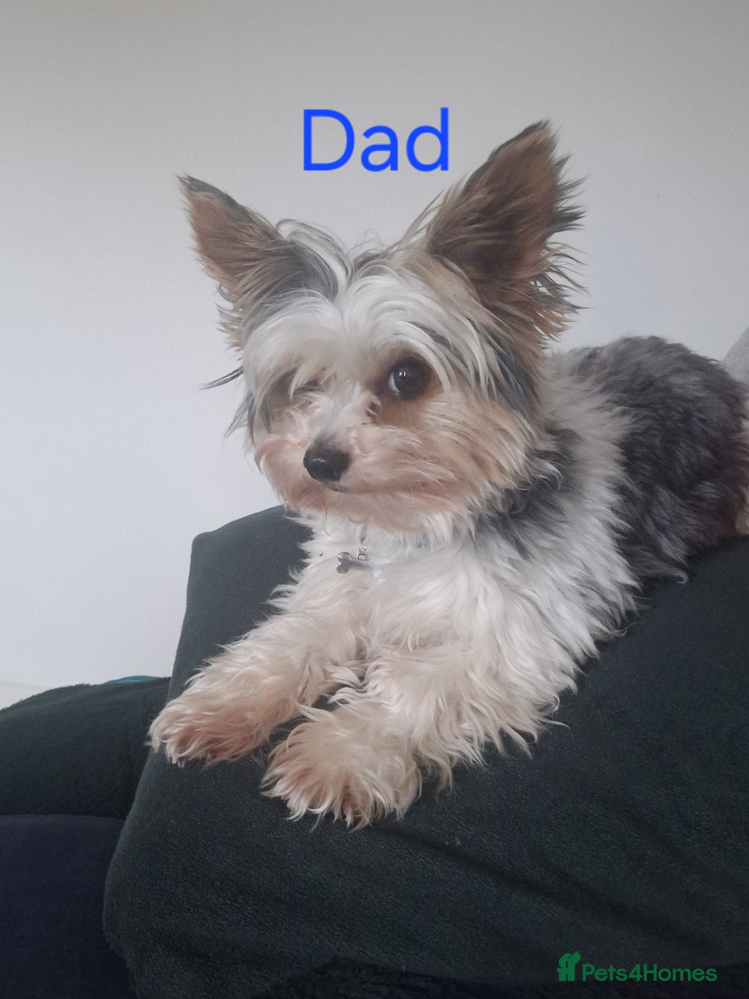 Biewer Terrier dogs for sale: Biewer Yorkshire Terrier  - Image 24