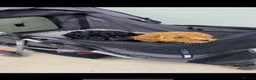 Toy Poodle dogs for sale: 2 Toy Poodle Puppies in Colne - Advert 10