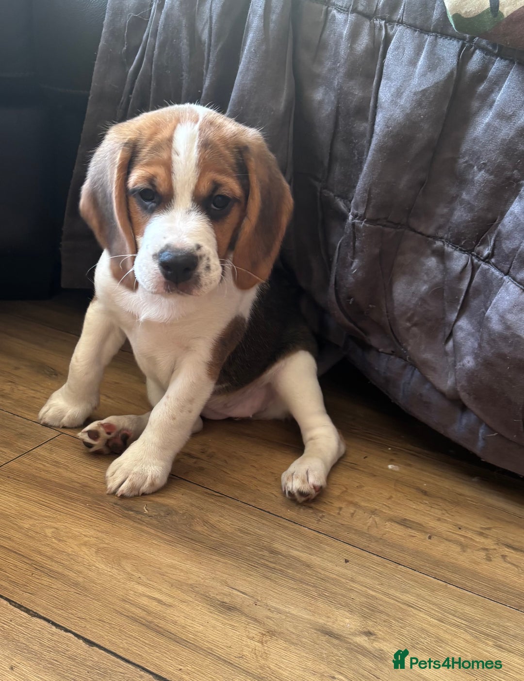 Beagle dogs for sale: 2 stunning Beagle Puppies, ready now in Sidcup - Image 13