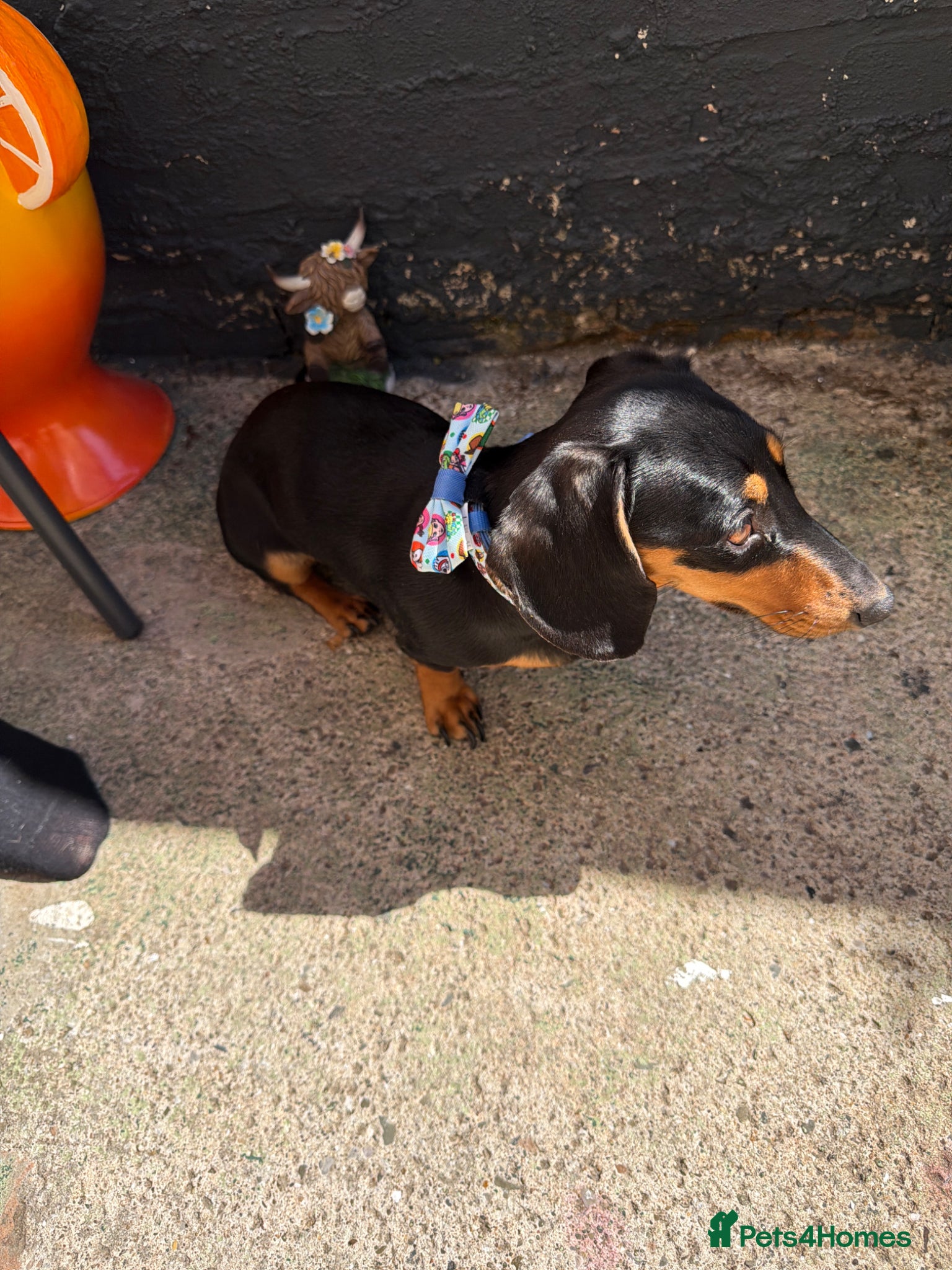 Miniature Dachshund dogs 1 year old miniature dachshund  - Advert 5