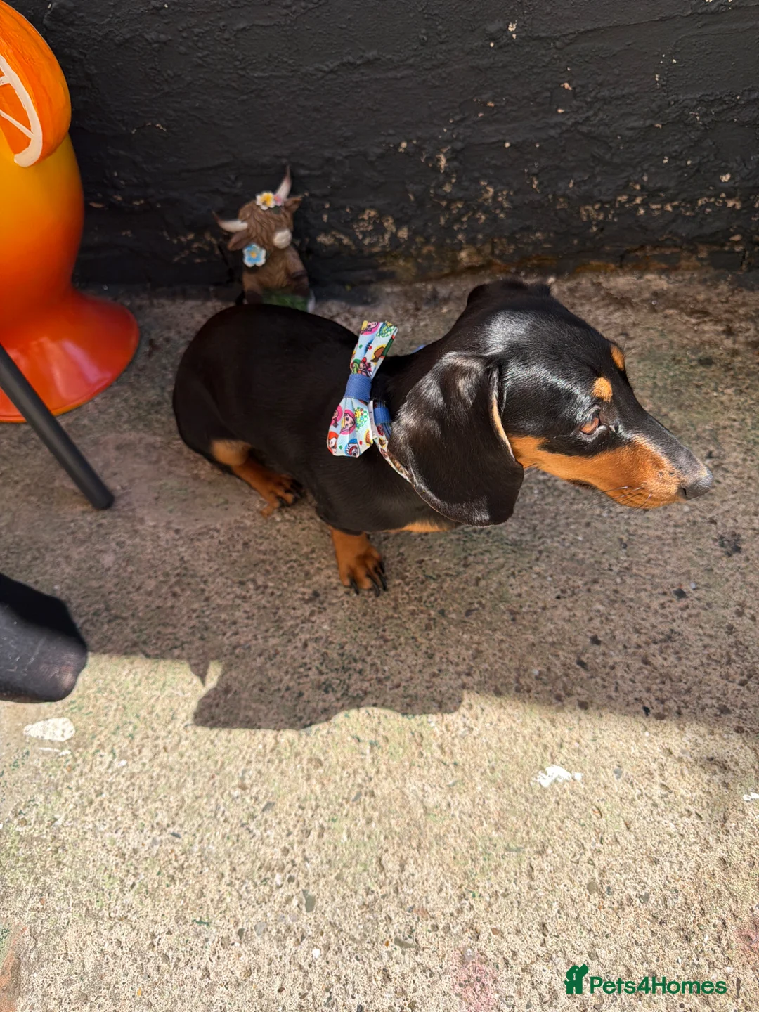 Miniature Dachshund dogs for sale: 1 year old miniature dachshund  - Advert 1