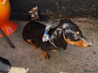 Miniature Dachshund dogs 1 year old miniature dachshund - Advert 8