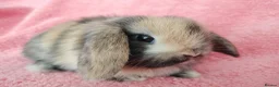 Mini Lop rabbits for sale: Baby mini lops for sale  - Advert 8