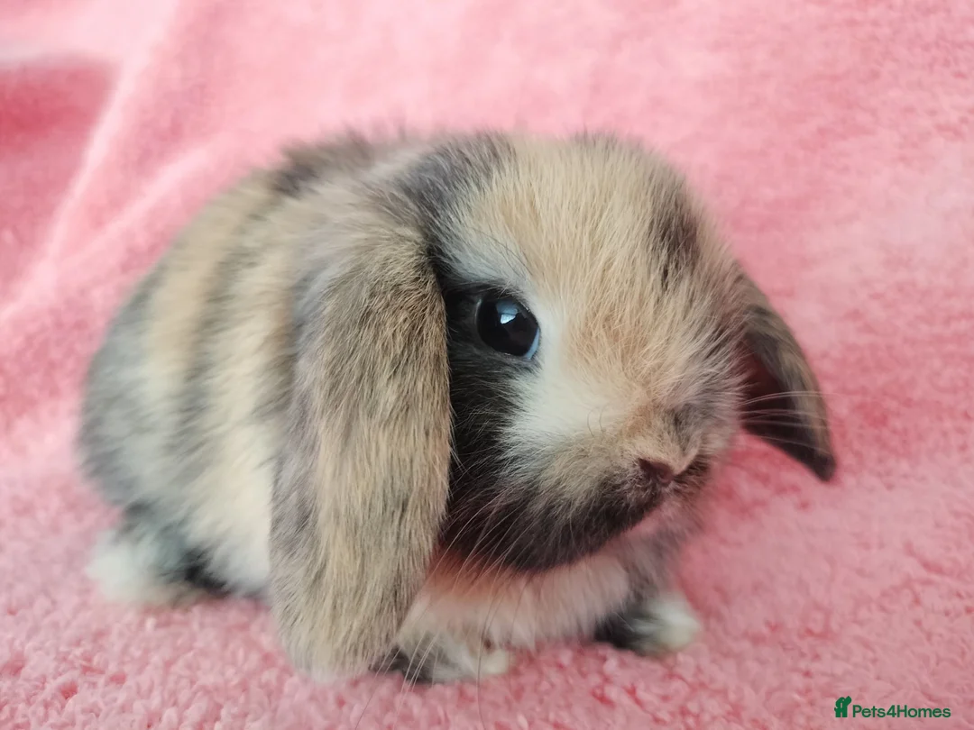 Mini Lop rabbits for sale: Baby mini lops for sale  - Advert 8