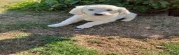 Golden Retriever dogs for sale: Kc beautiful girl  - Advert 8