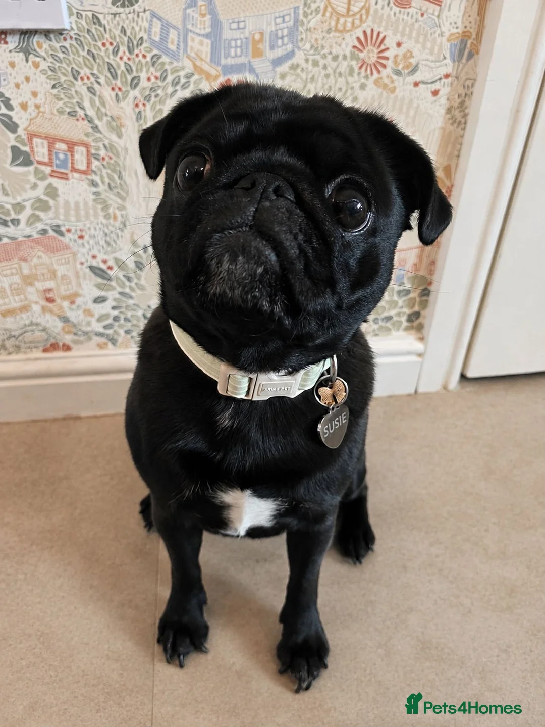 Pug dogs for sale: Susie the Cuddlebug Pug in Doncaster - Advert 2