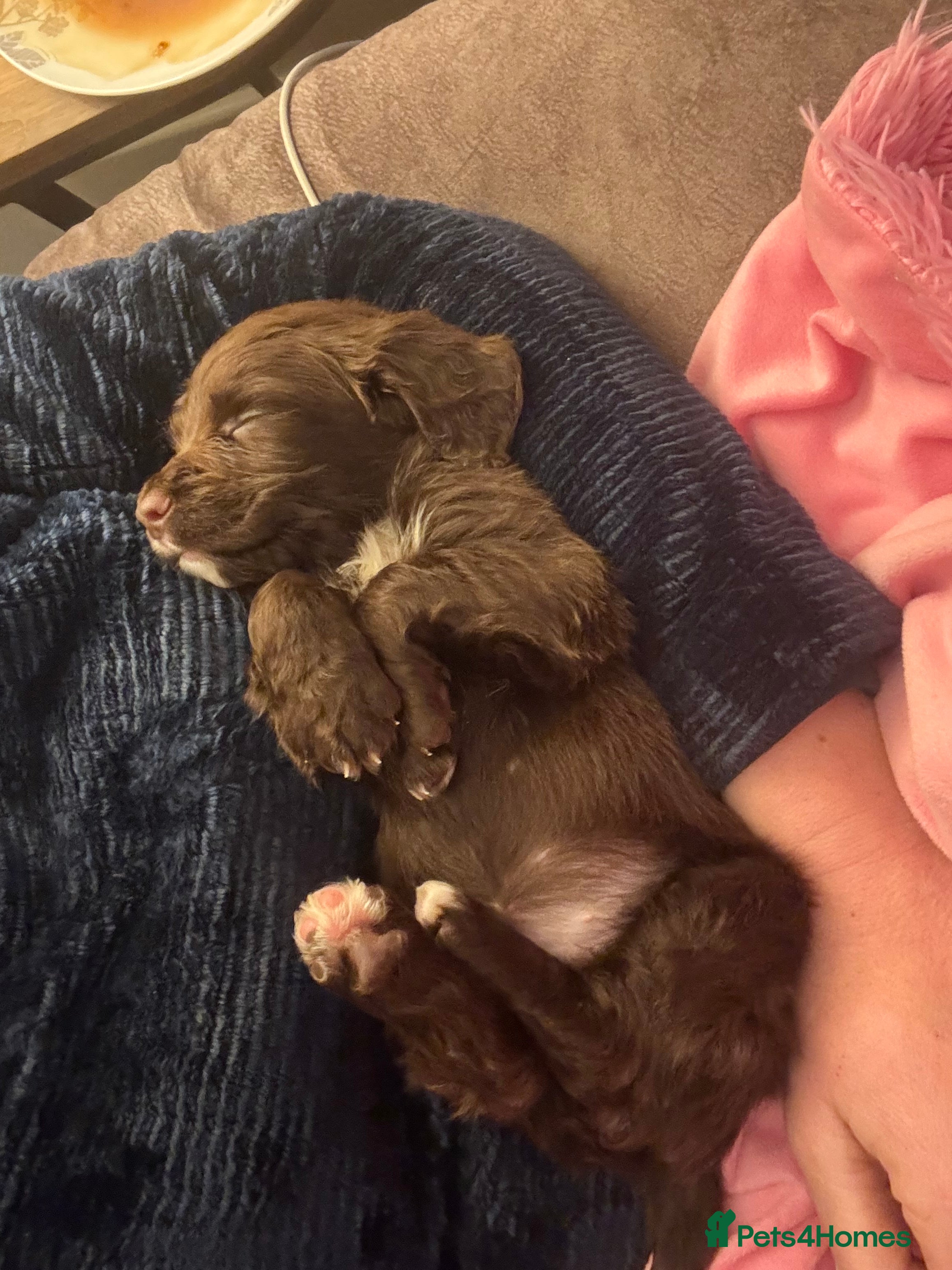 Sprocker dogs Sprocker Bitch puppy ready to go  - Advert 6