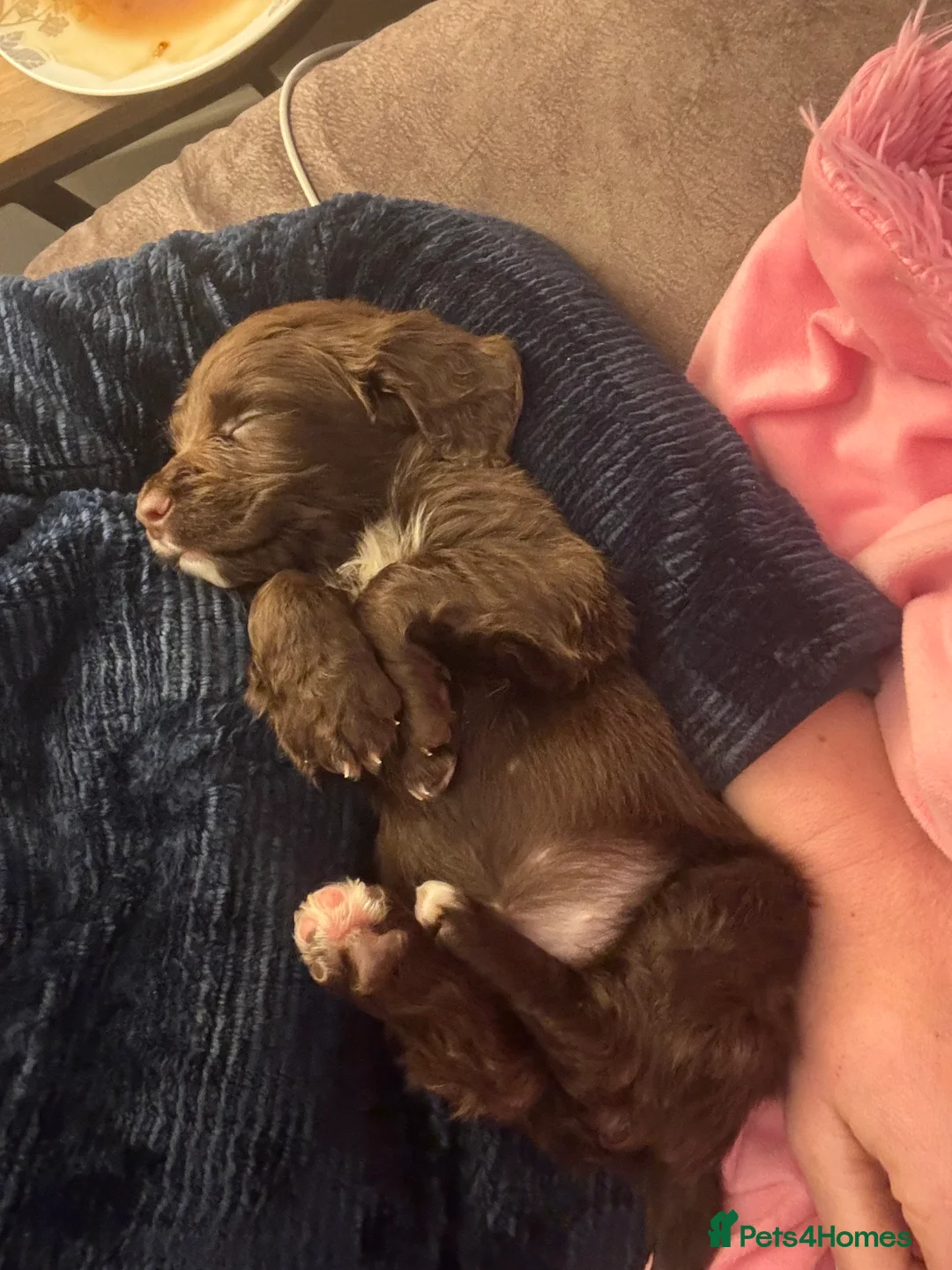 Sprocker dogs for sale: Sprocker Bitch puppy ready to go  - Advert 1