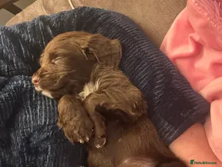 Sprocker dogs Sprocker Bitch puppy ready to go - Advert 2