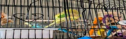 Budgerigars birds for sale: 2 Budgies for rehoming - Advert 2
