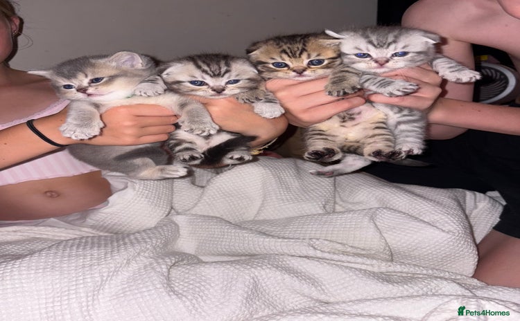 Scottish Fold cats - Advert 1