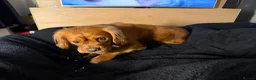 King Charles Spaniel dogs for sale: King Charles Spaniel in Rotherham - Advert 3