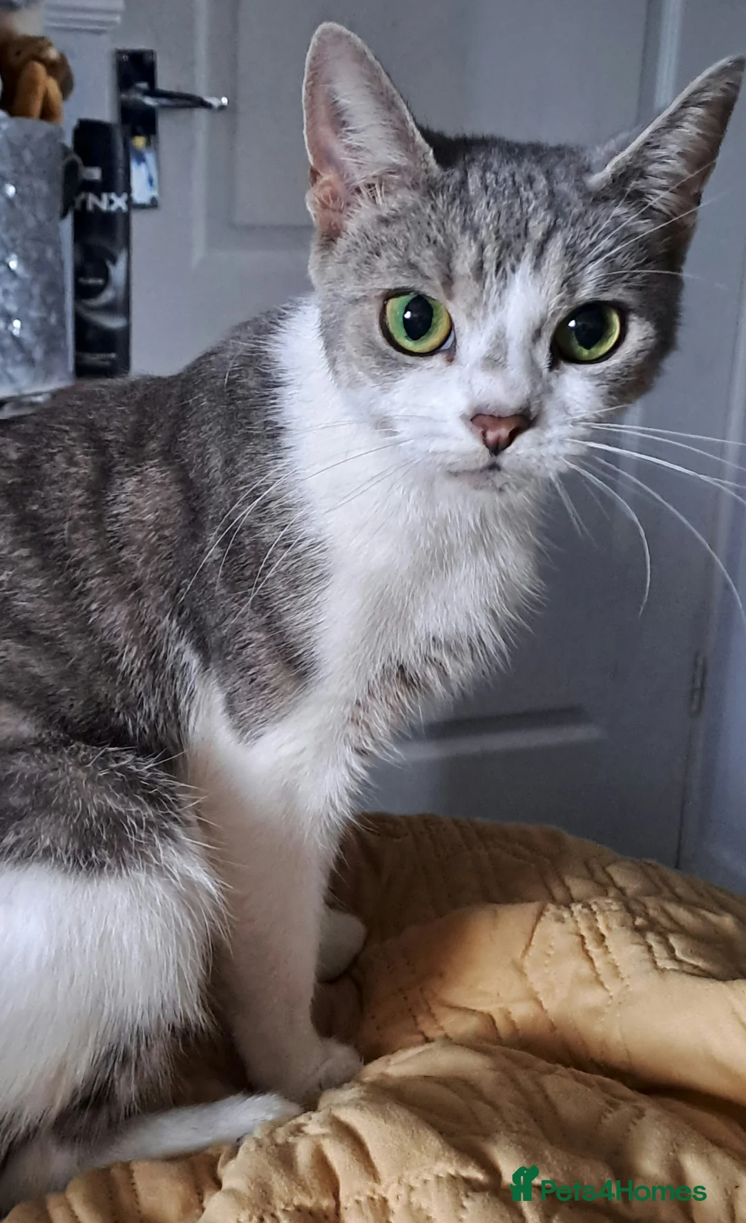 Mixed Breed cats for sale: Due to time wasters  - Advert 6