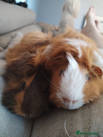 Guinea Pig rodents 2 friendly male guinea pigs - Advert 1
