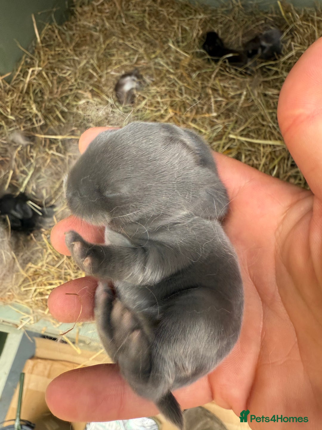 Mini Lop rabbits for sale:  BEAUTIFUL MINI LOP PEDIGREE BUNNIES - Advert 21