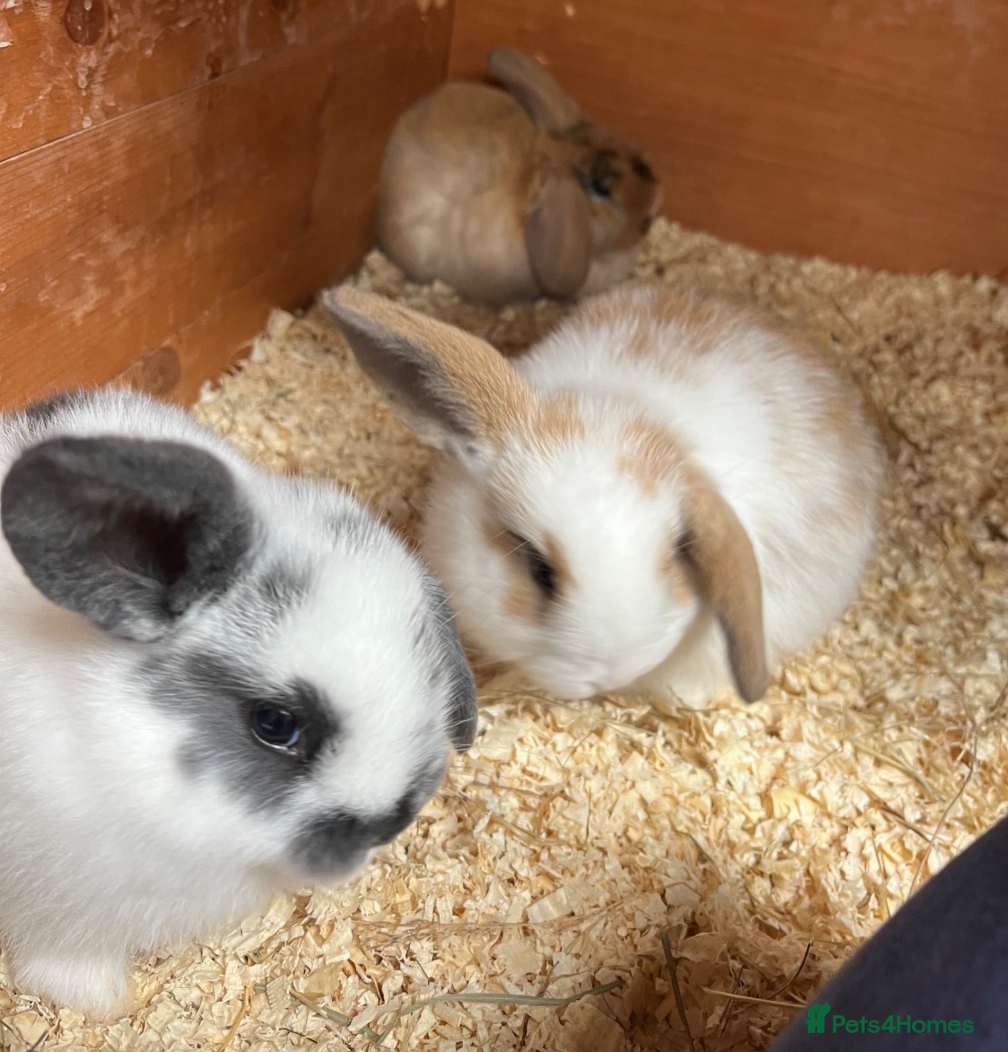 Mini Lop rabbits Beautiful Mini Lop kits  - Advert 15