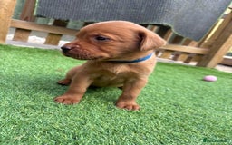 Labrador Retriever dogs for sale: Stunning Fox Red Labrador puppies  - Image 30
