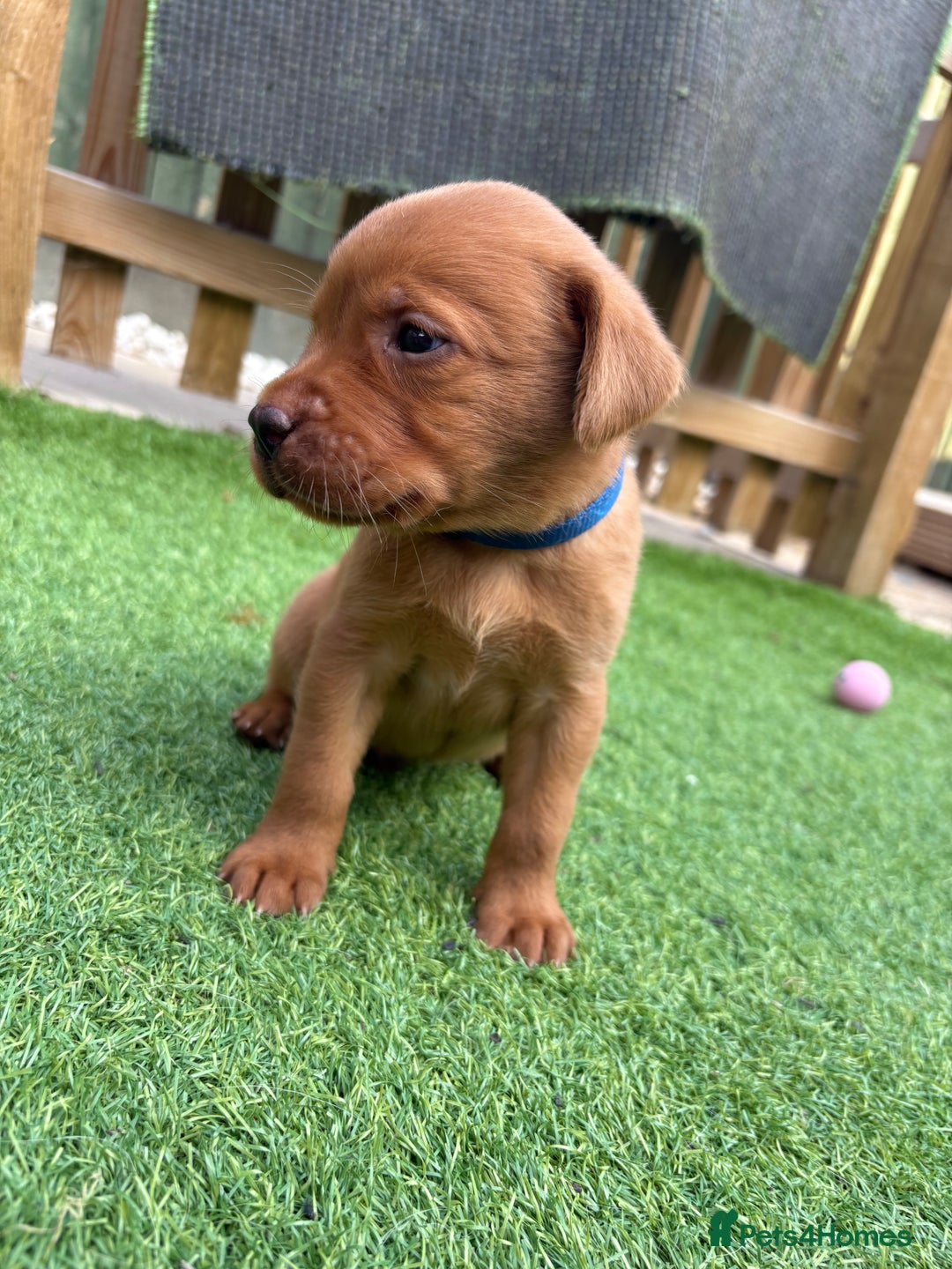 Labrador Retriever dogs for sale: Stunning Fox Red Labrador puppies  - Image 30