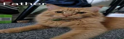 Mixed Breed cats for sale: Maine coon x british shorthair mix - Advert 7