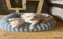 Poodle dogs for stud: Beautiful Poodle Stud - Image 7