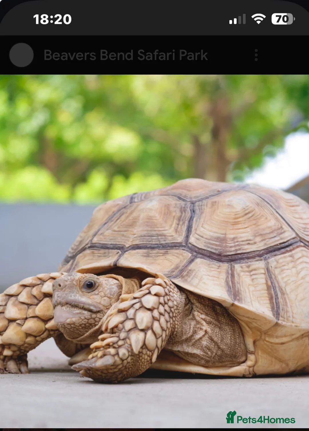 Tortoise reptiles for sale: Tortoise very friendly approximately 2years old  - Advert 1