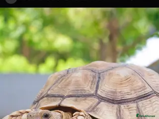 Tortoise reptiles Tortoise very friendly approximately 2years old - Advert 1